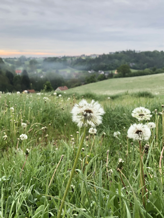 Im Vordergrund Pusteblumen auf einer grünen Wiese, im Hinergrund ein Tal mit Häusern im Dunst