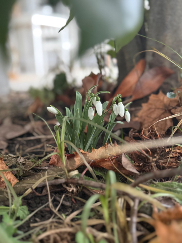 Schneeglöckchen unter einem Busch